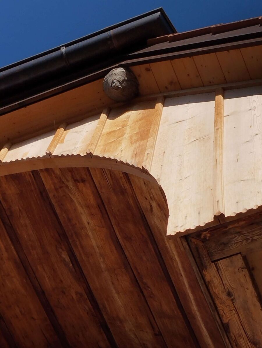 ruche abeille maison que faire