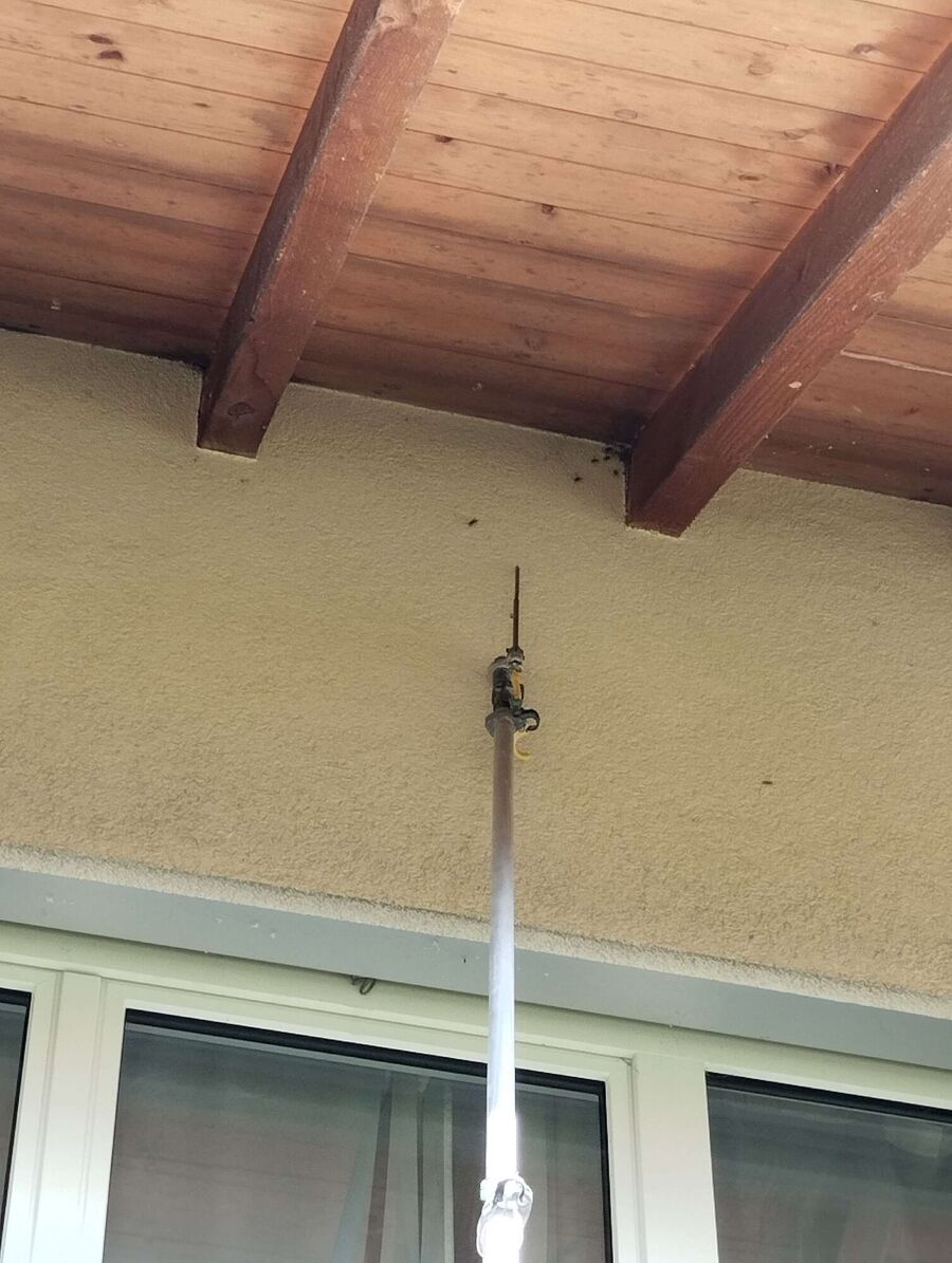 essaim d abeille enlevement