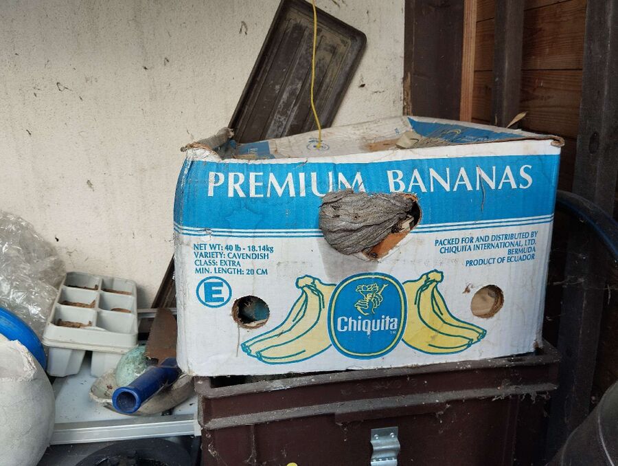 enlever un nid d abeille