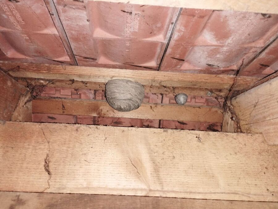 nid d abeille que faire