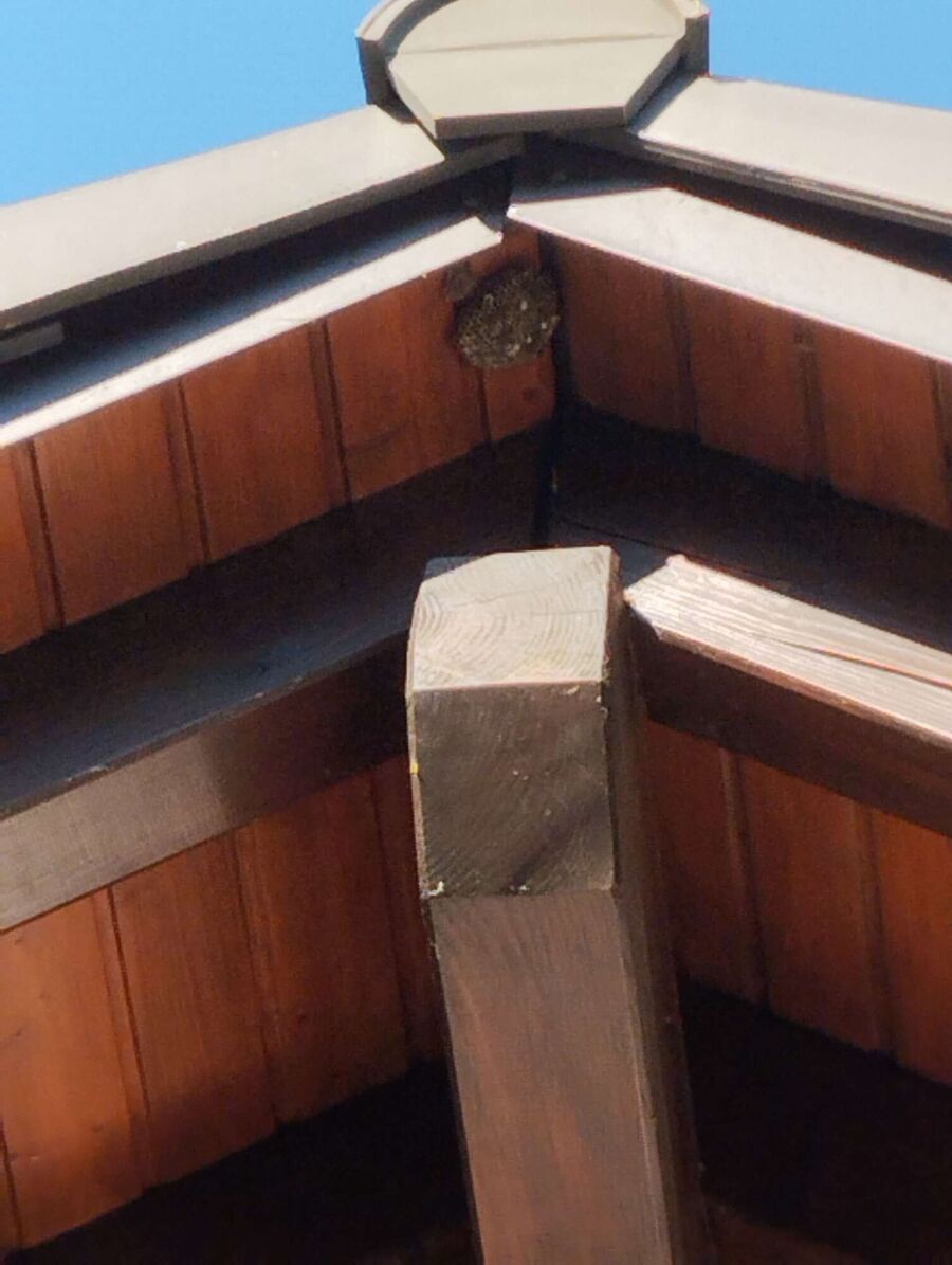 essaim d abeille enlevement