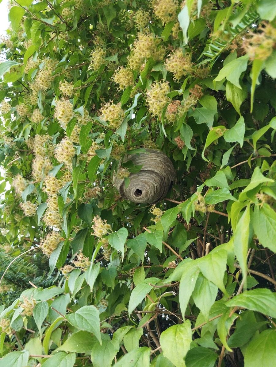 nid d abeille que faire