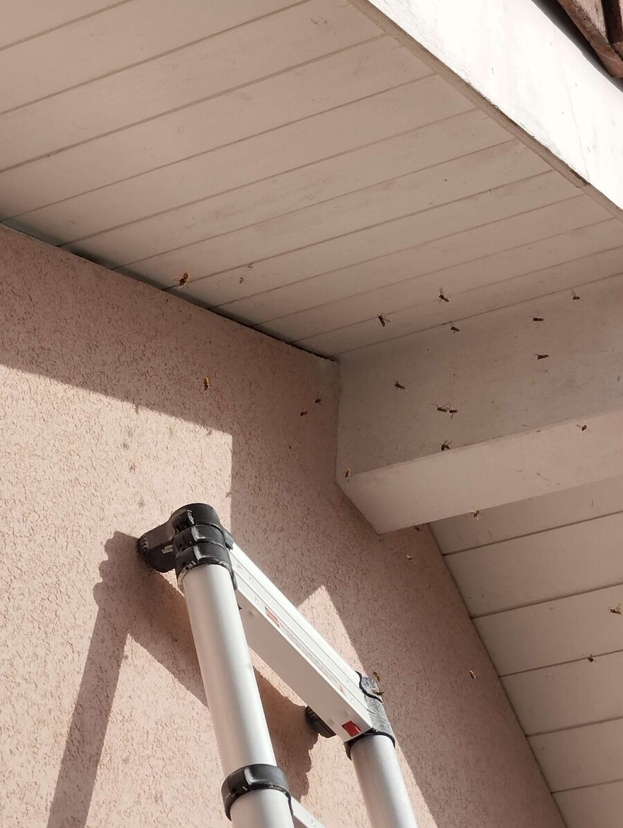 nid d abeille que faire