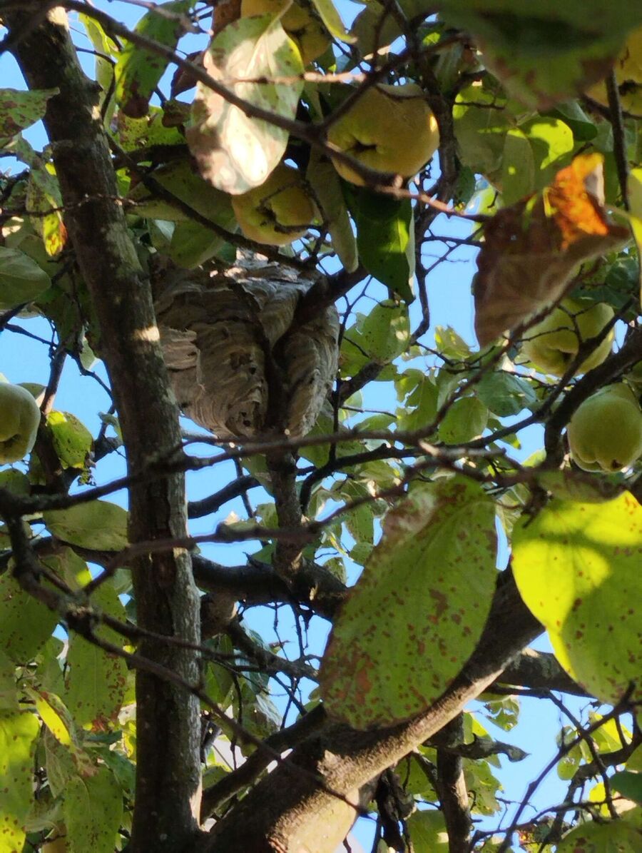 enlever un nid d abeille