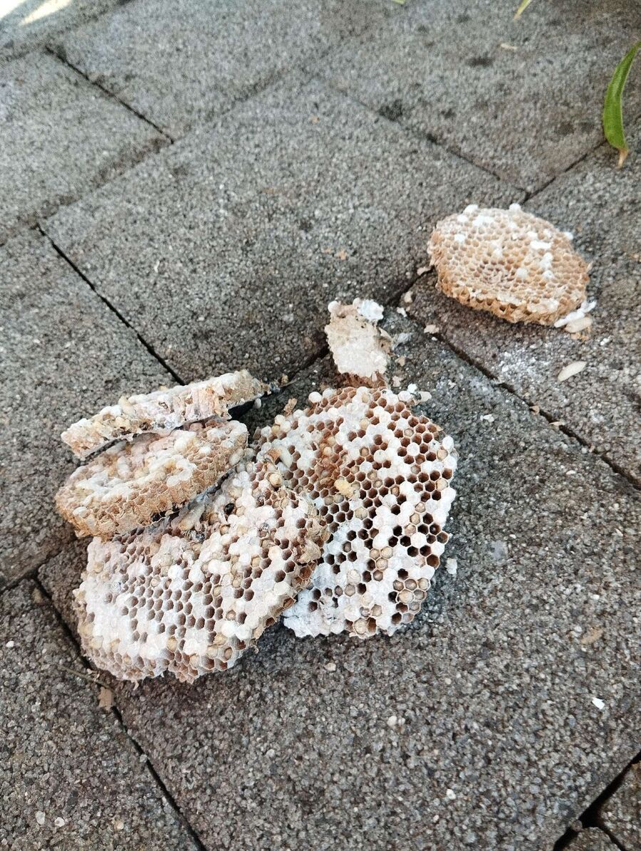 nid d abeille que faire