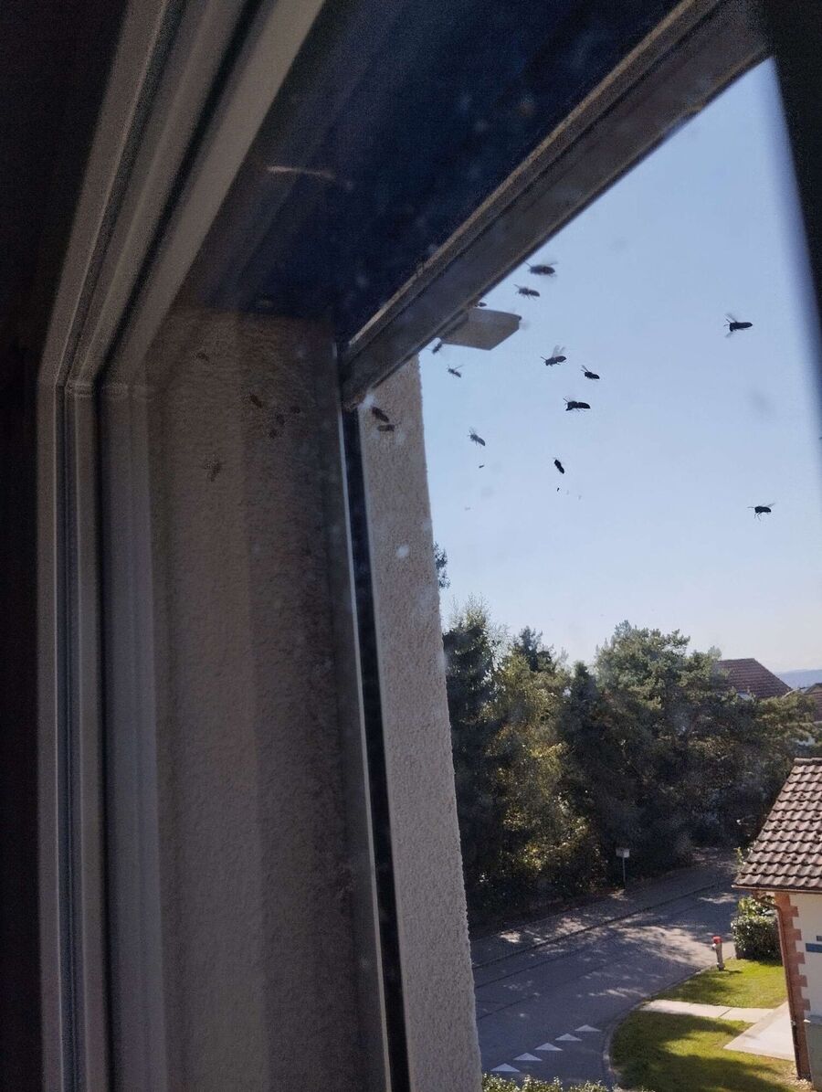 ruche abeille maison que faire