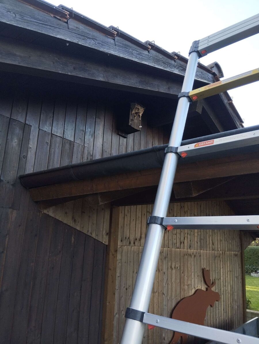 essaim d abeille enlevement