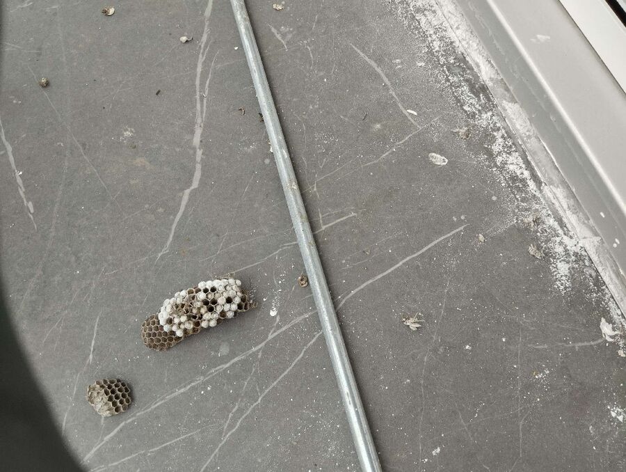 ruche abeille maison que faire