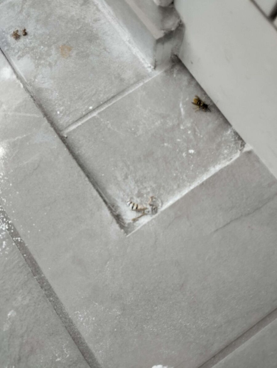 ruche abeille maison que faire