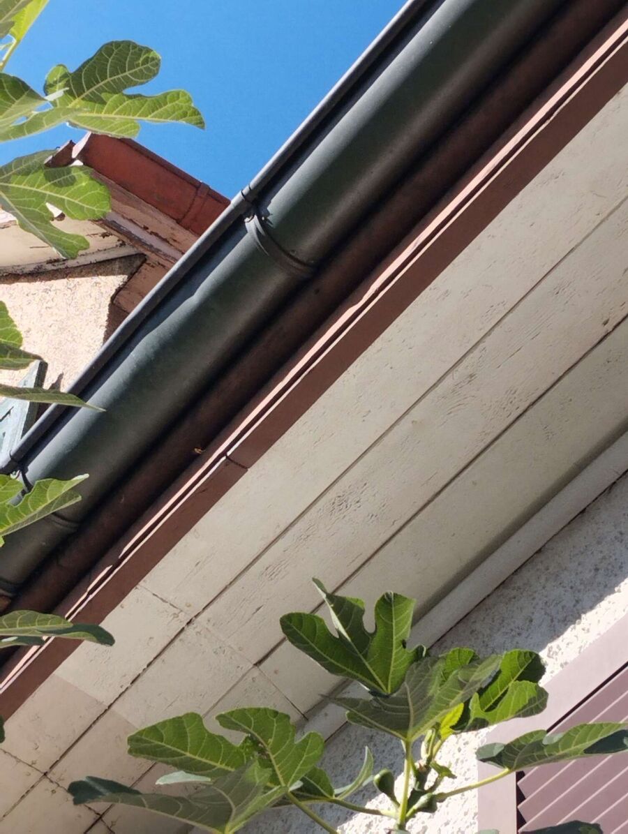 essaim d abeille enlevement