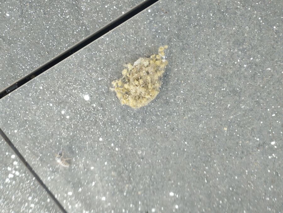 enlever un nid d abeille