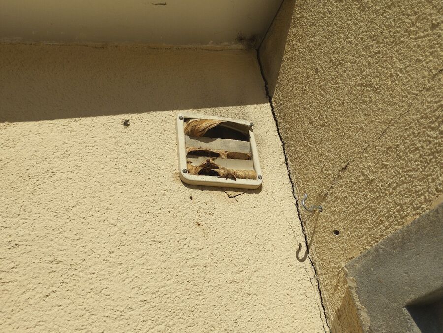 nid d abeille que faire