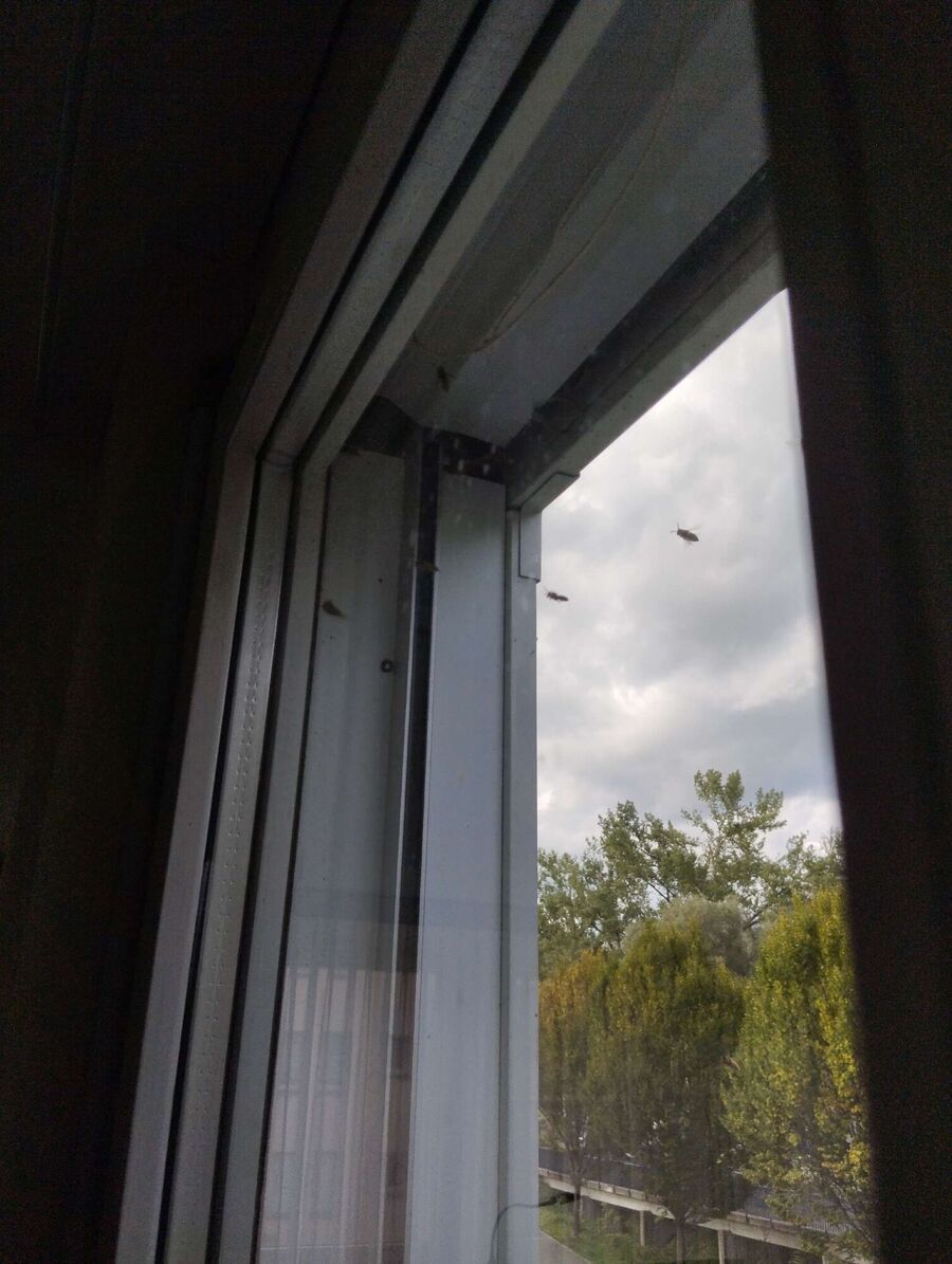 ruche abeille maison que faire