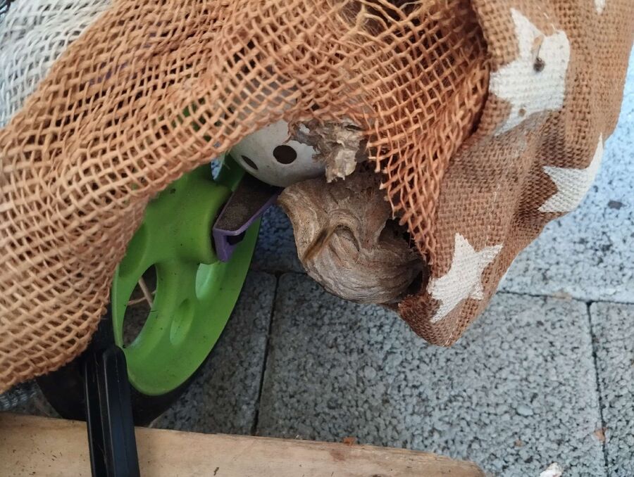 essaim d abeille enlevement