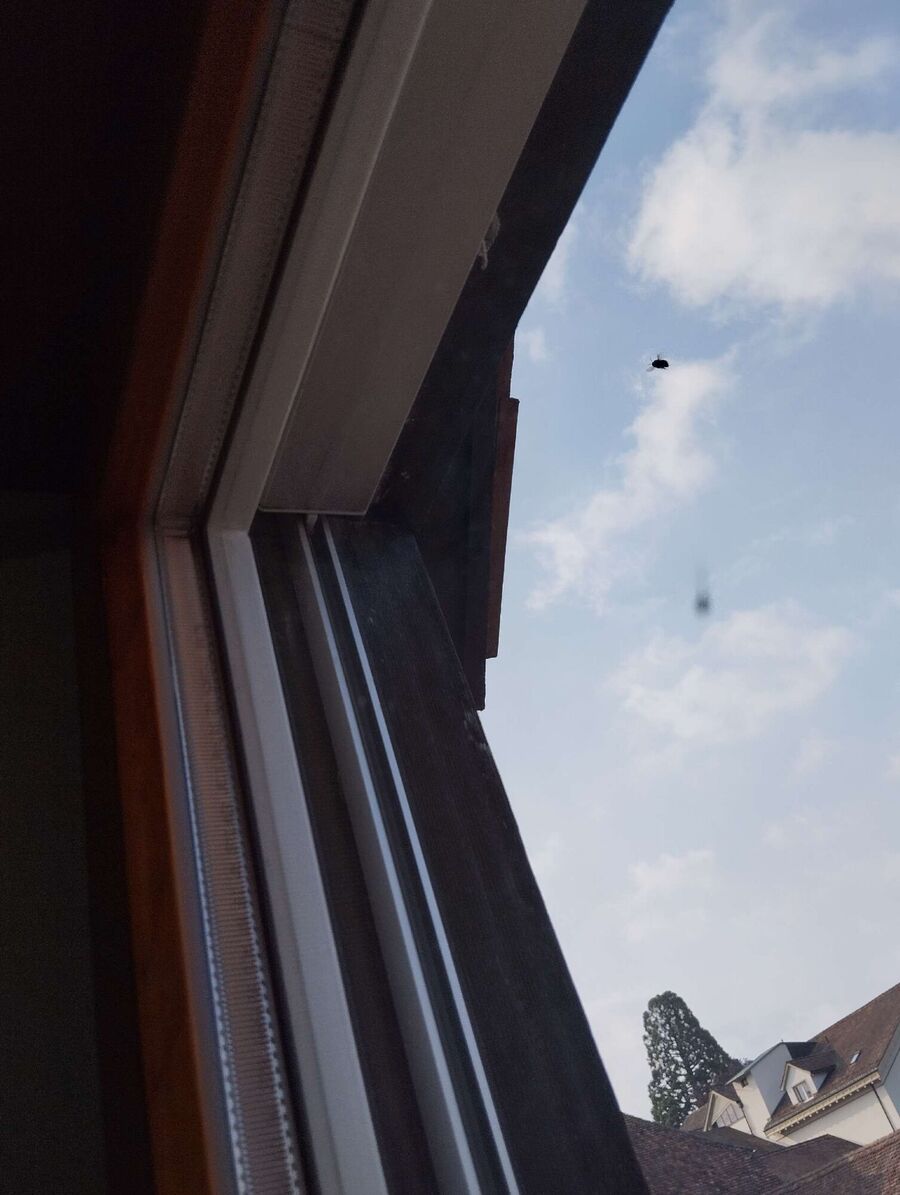 ruche abeille maison que faire