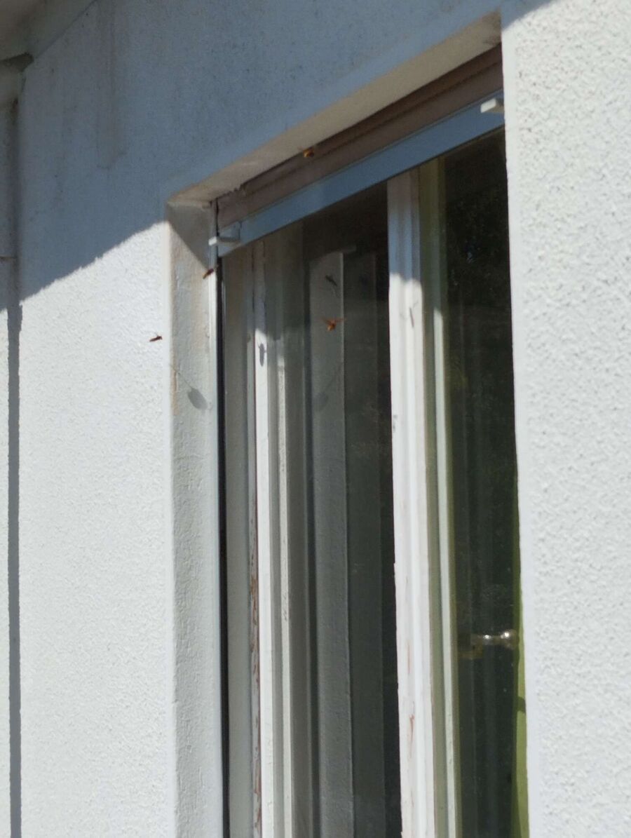 nid d abeille que faire