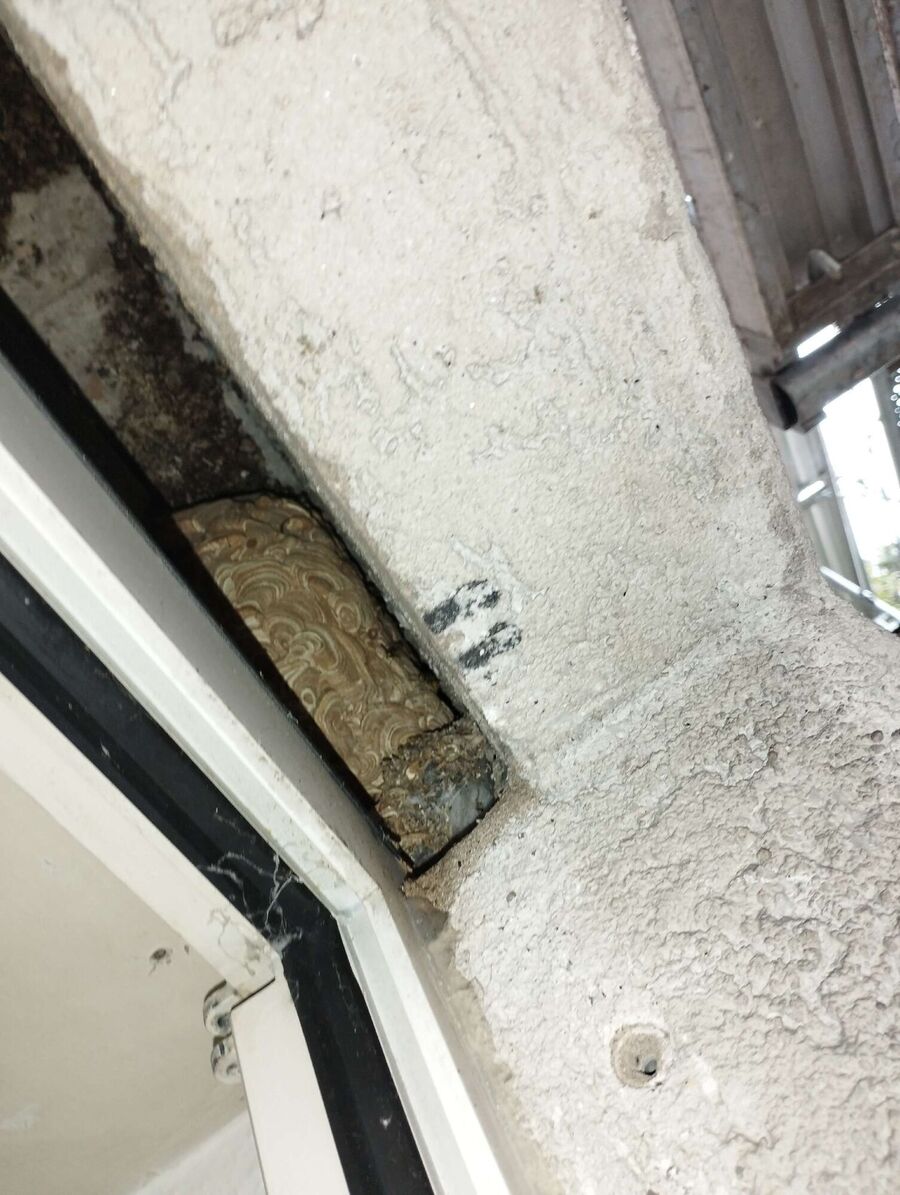 ruche abeille maison que faire