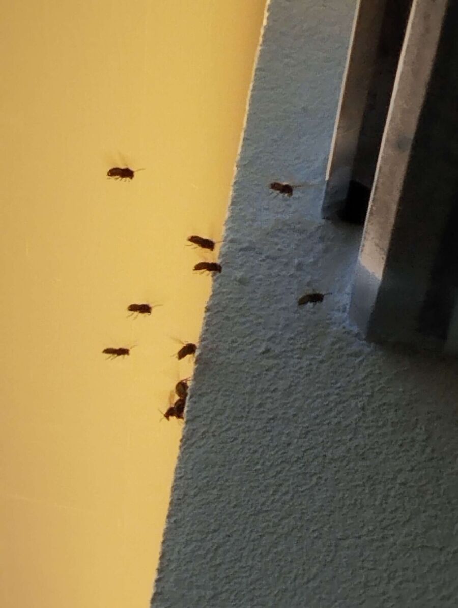 essaim d abeille enlevement