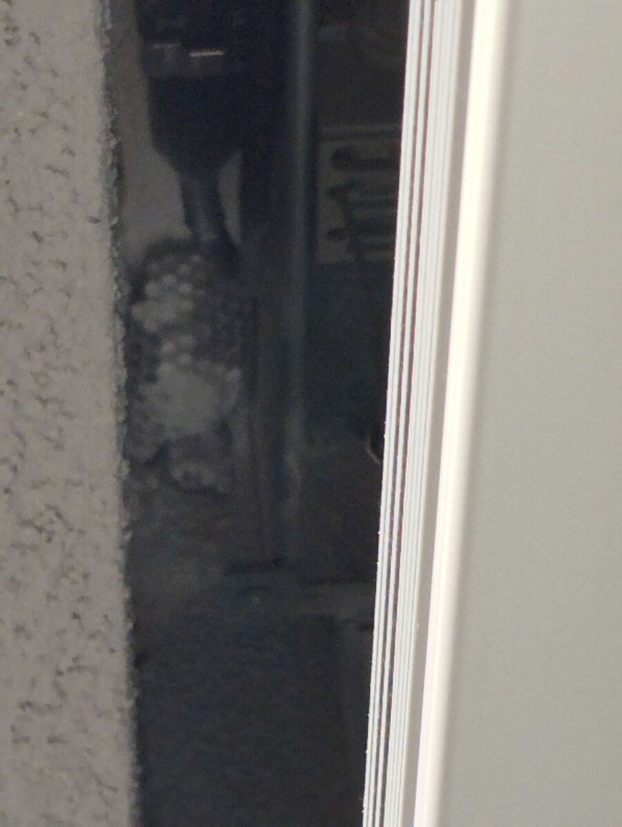 essaim d abeille enlevement