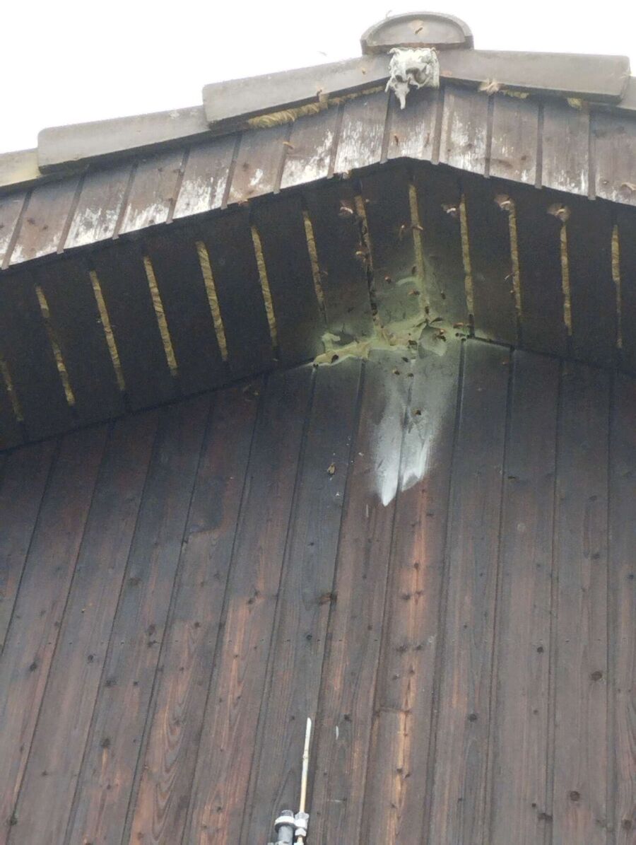 nid d abeille que faire