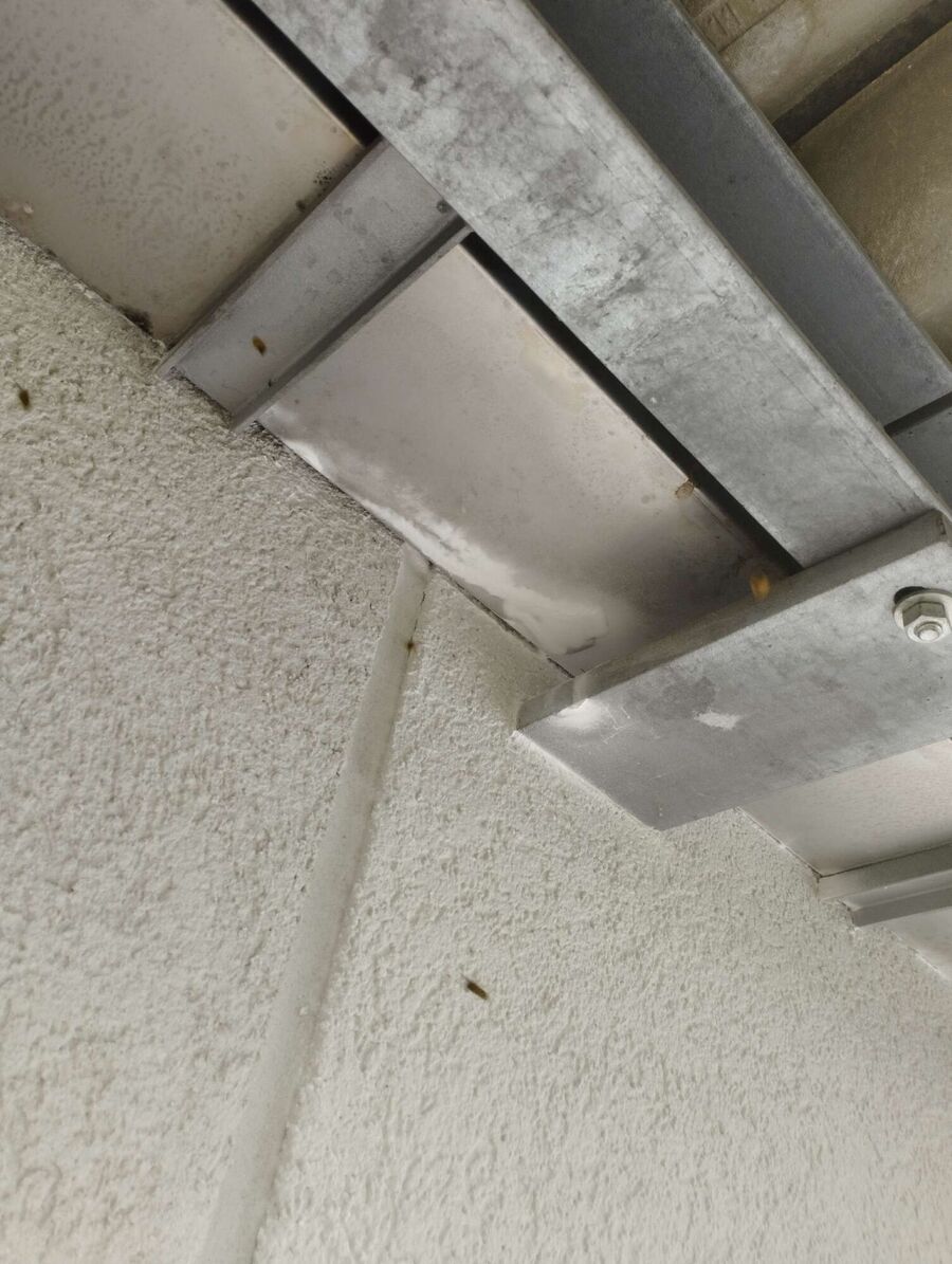 essaim d abeille enlevement