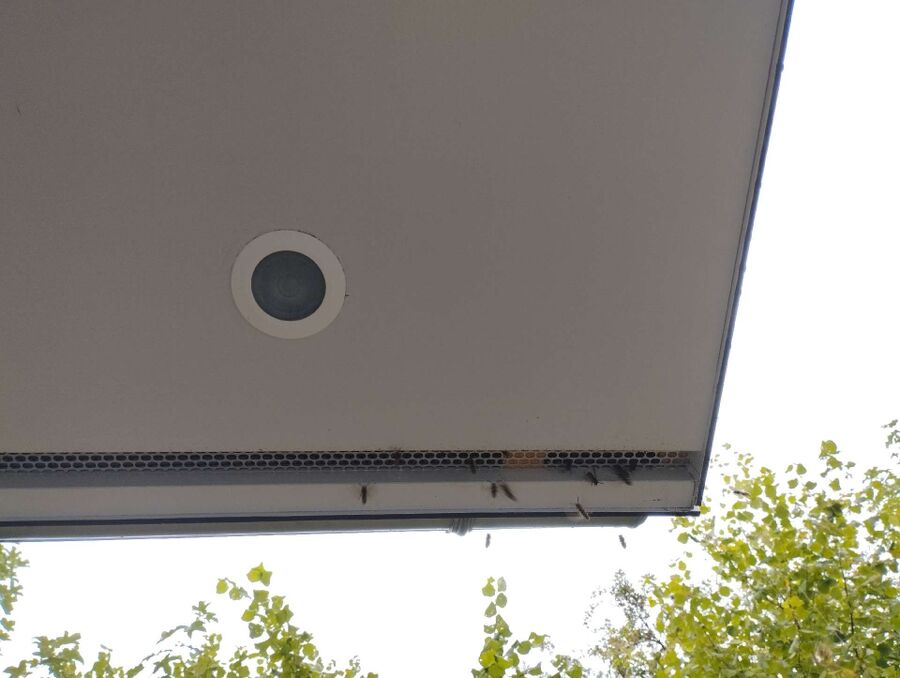 ruche abeille maison que faire