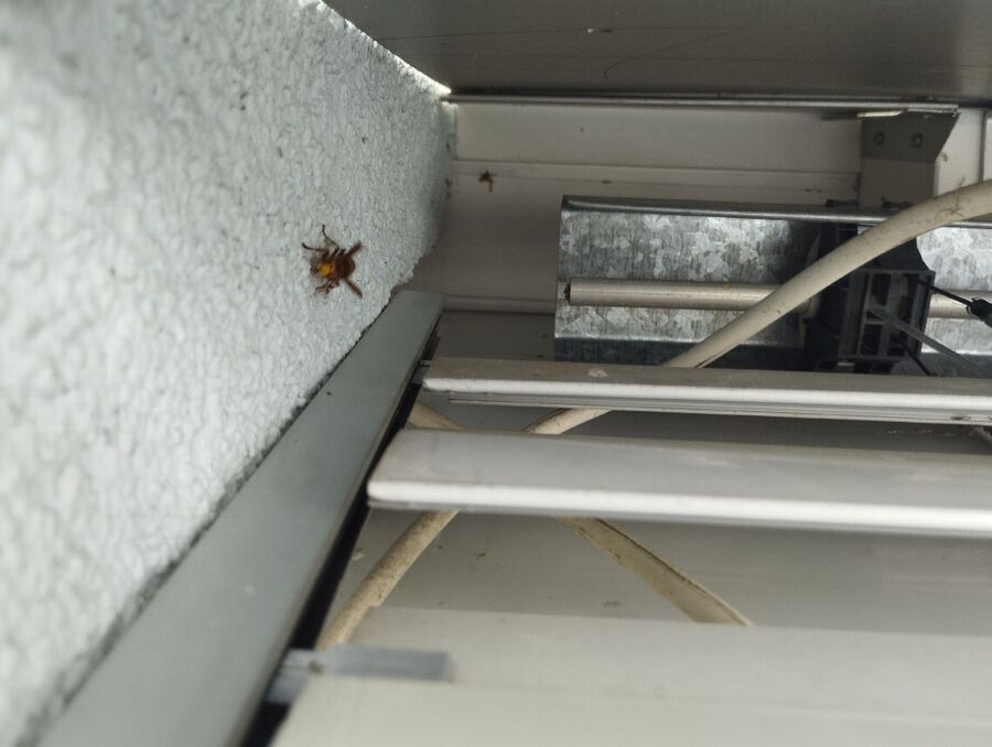 nid d abeille que faire