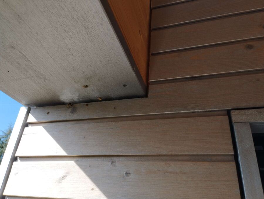 nid d abeille que faire