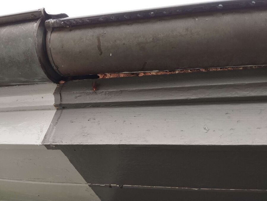 essaim d abeille enlevement