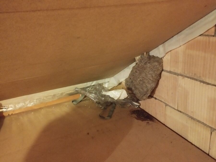 ruche abeille maison que faire