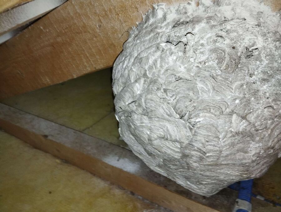 enlever un nid d abeille