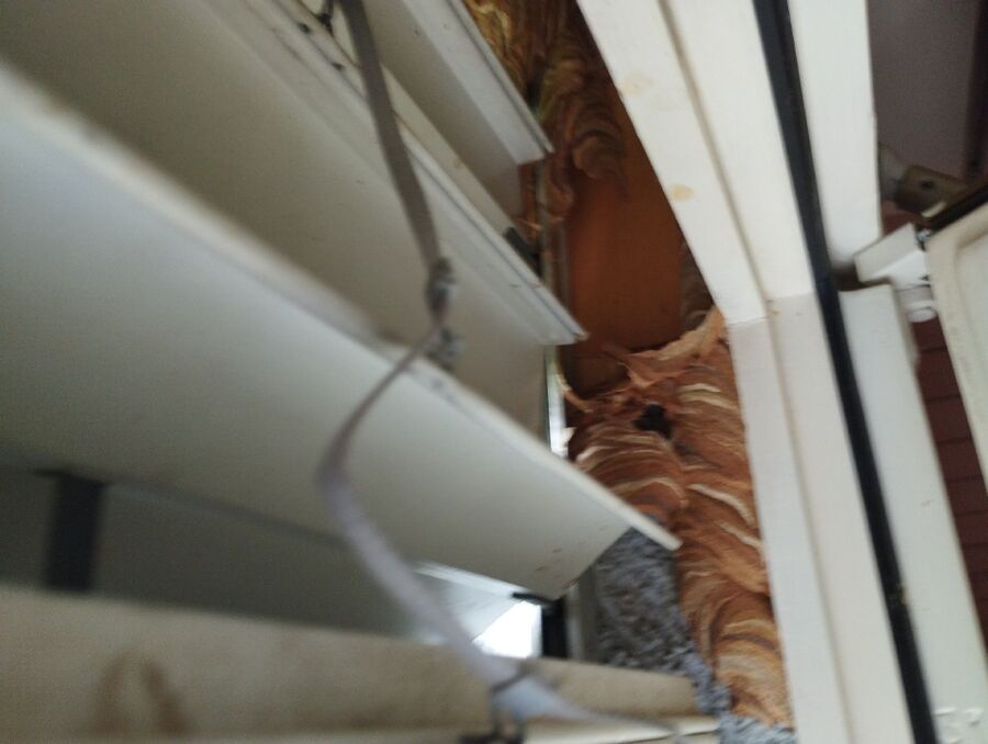 nid d abeille que faire