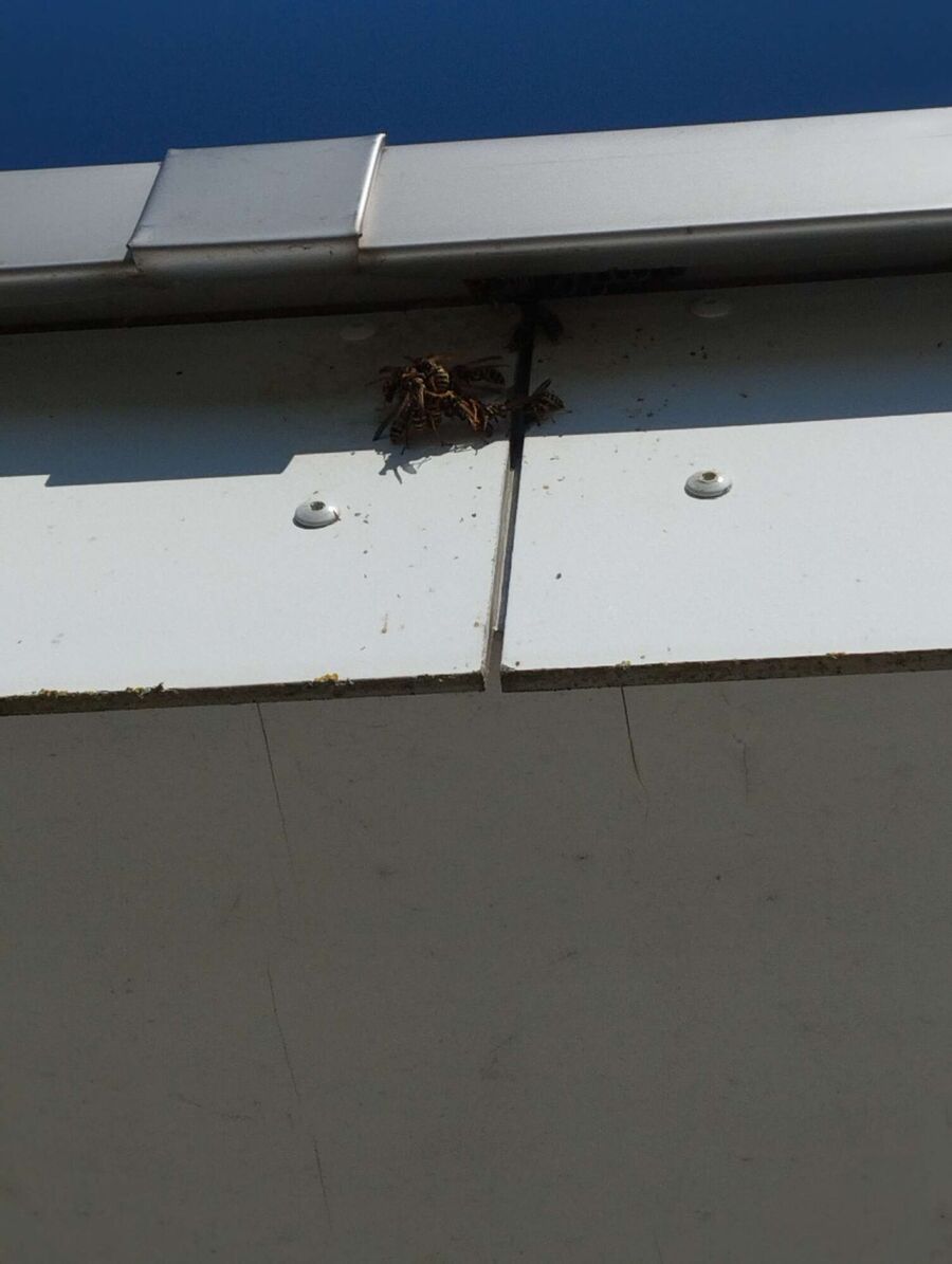 essaim d abeille enlevement