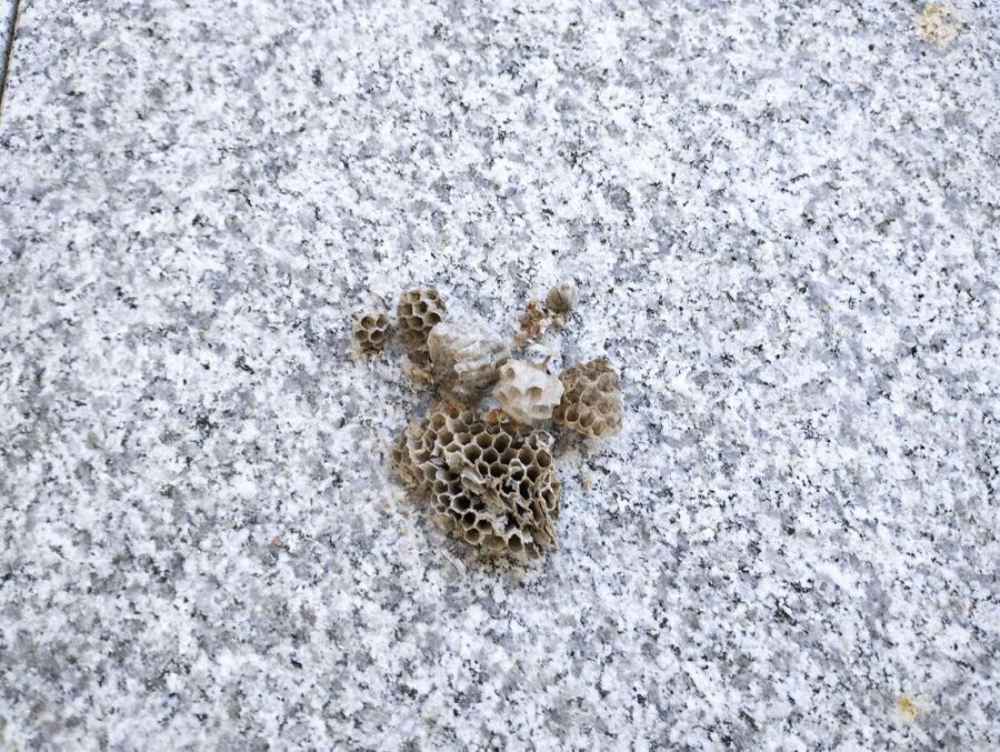 ruche abeille maison que faire