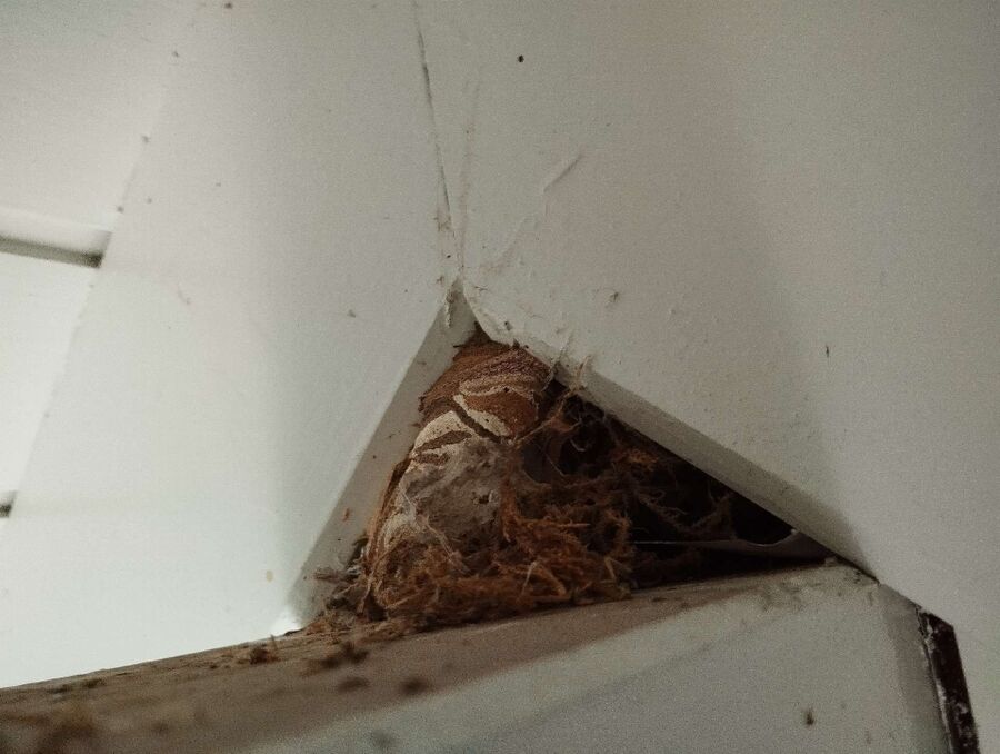 ruche abeille maison que faire