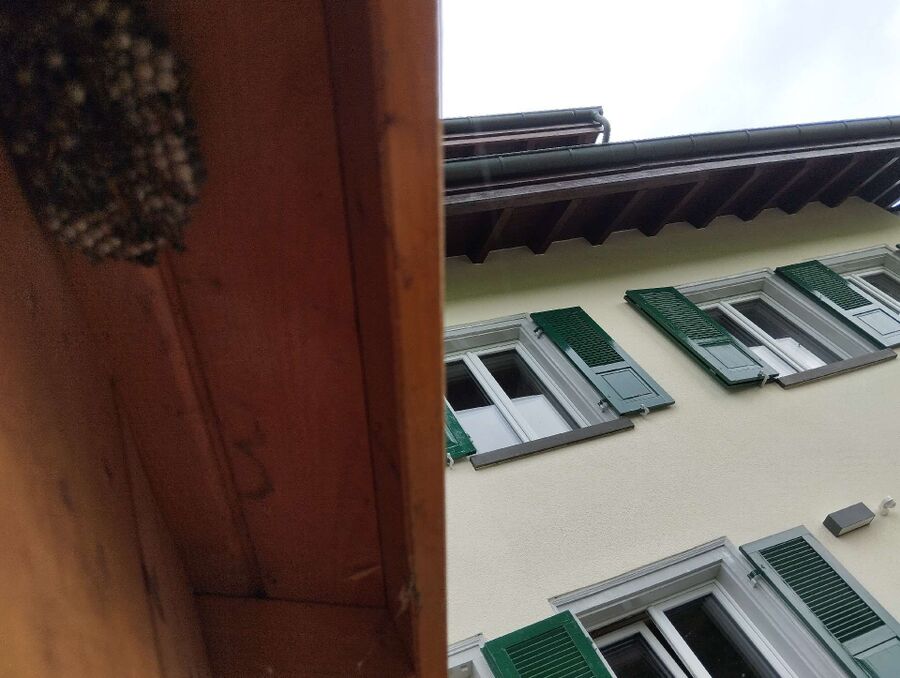 essaim d abeille enlevement