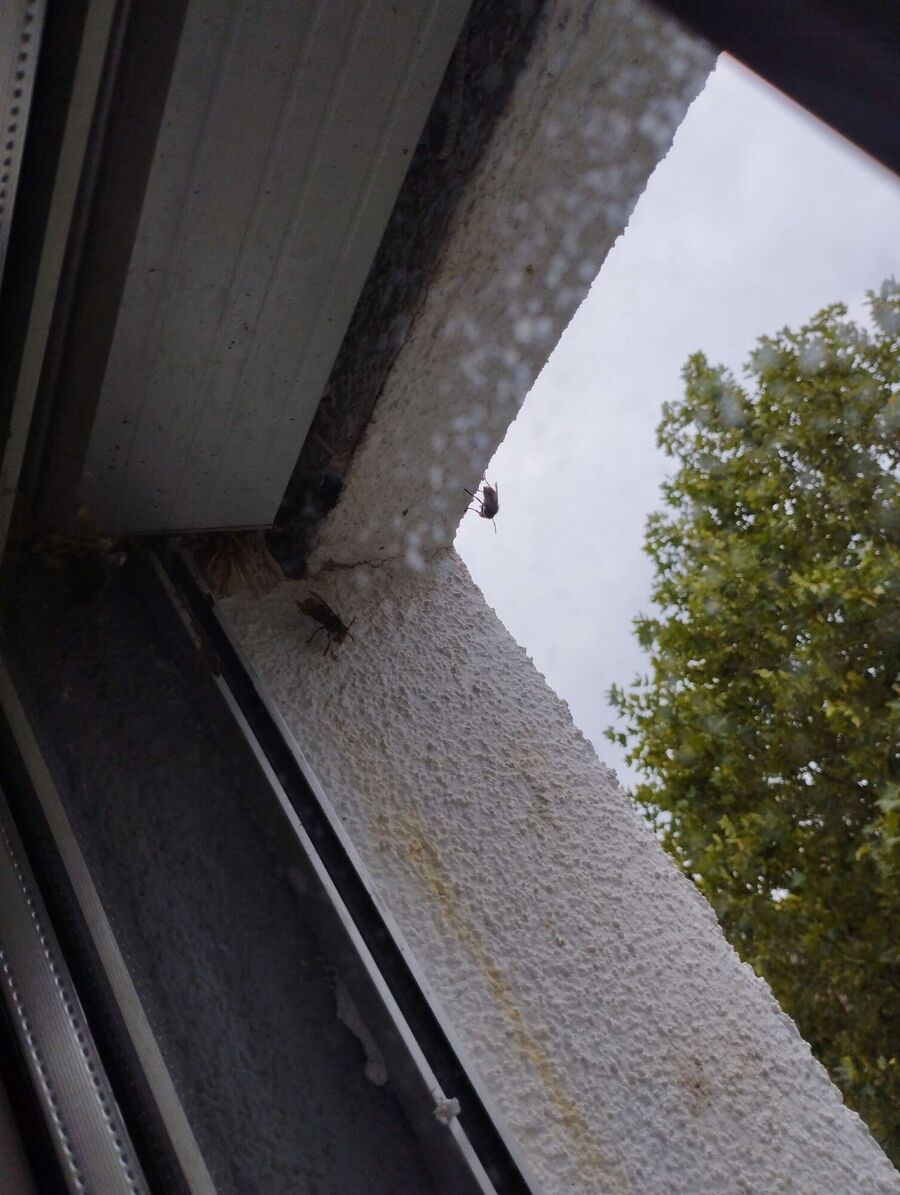 essaim d abeille enlevement