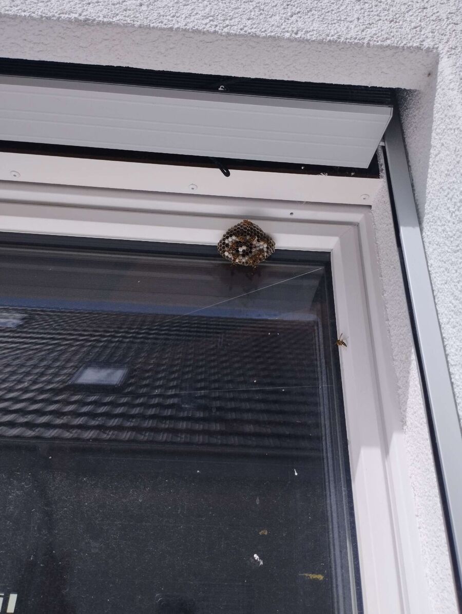 enlever un nid d abeille