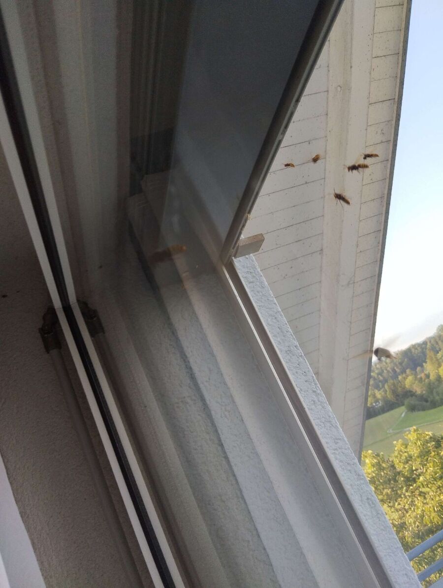 enlever un nid d abeille