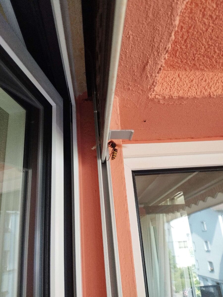 nid d abeille que faire