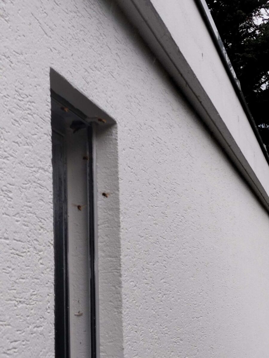 essaim d abeille enlevement