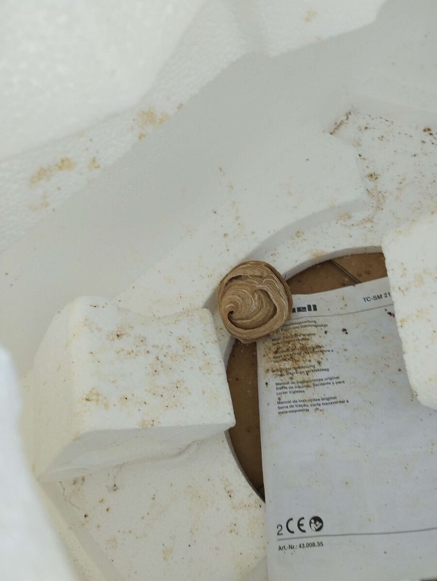 ruche abeille maison que faire