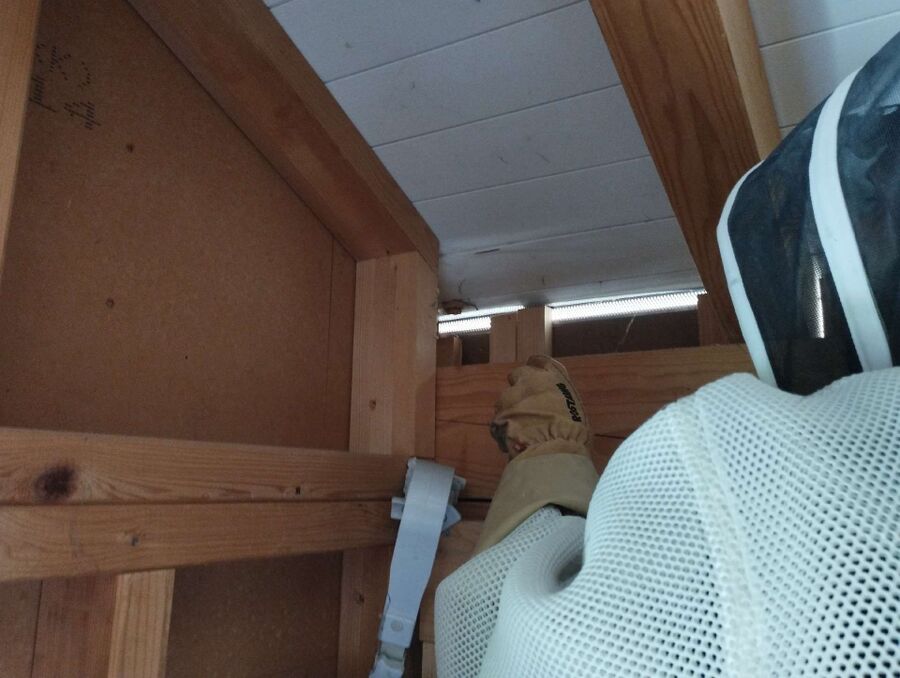 nid d abeille que faire