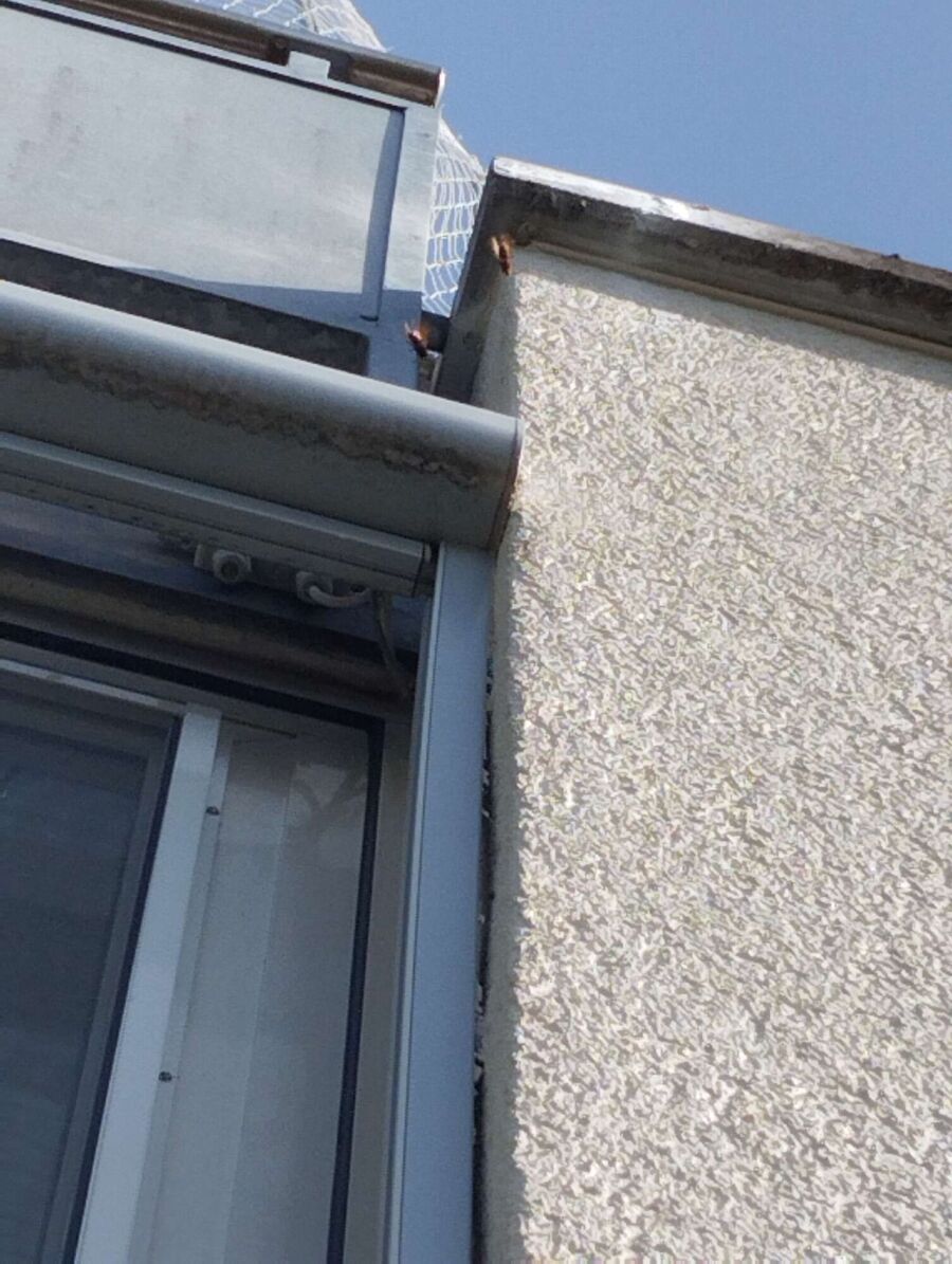 essaim d abeille enlevement