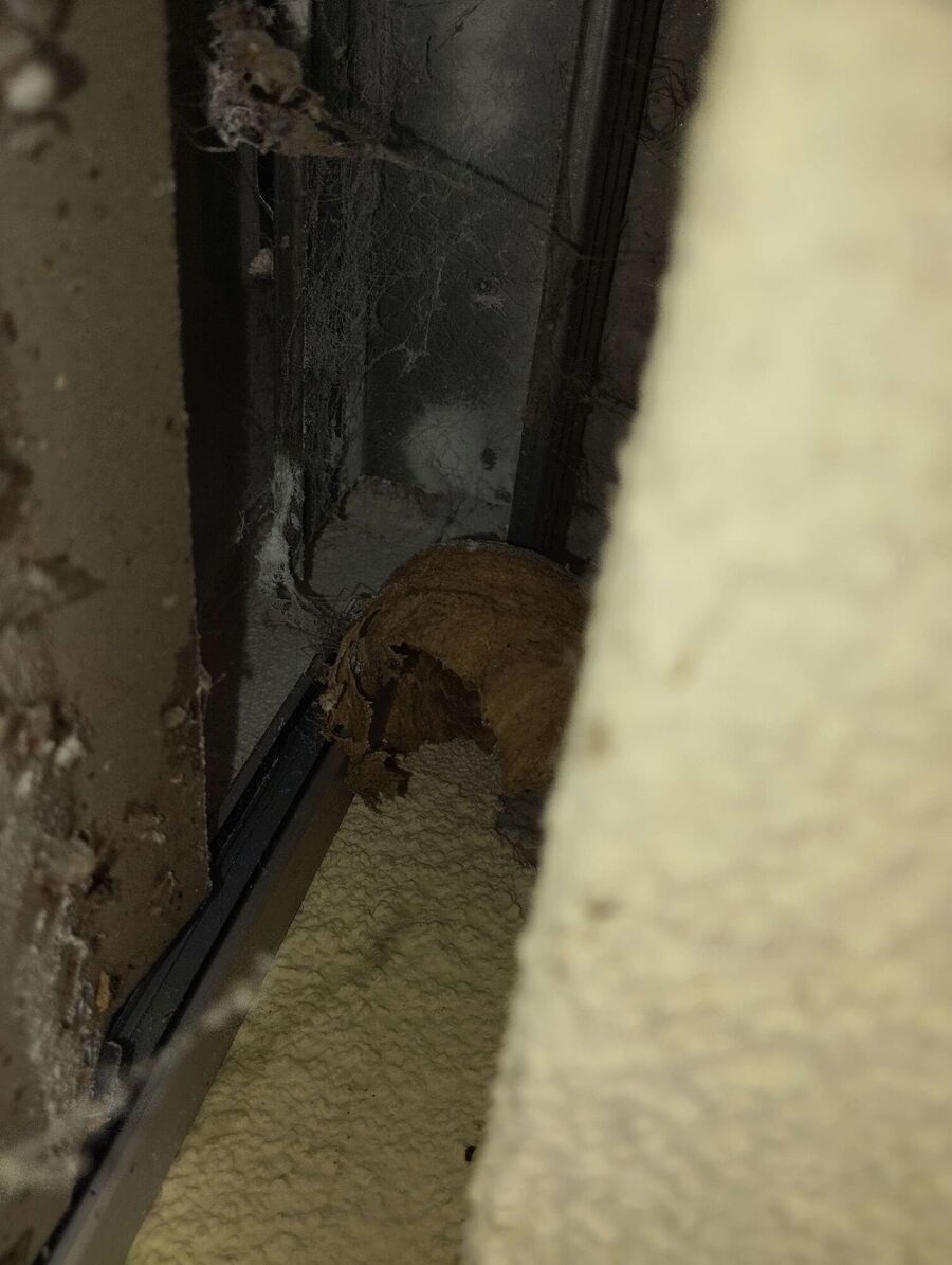 nid d abeille que faire