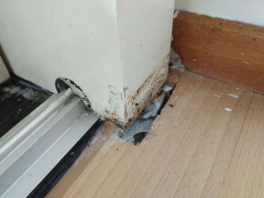 essaim d abeille enlevement