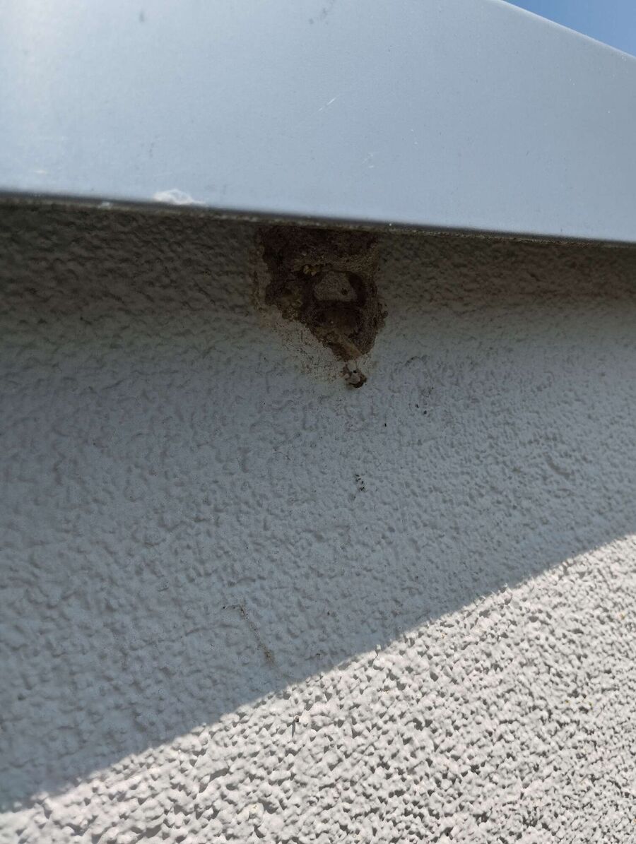 essaim d abeille enlevement