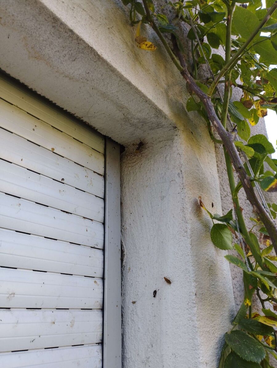 ruche abeille maison que faire