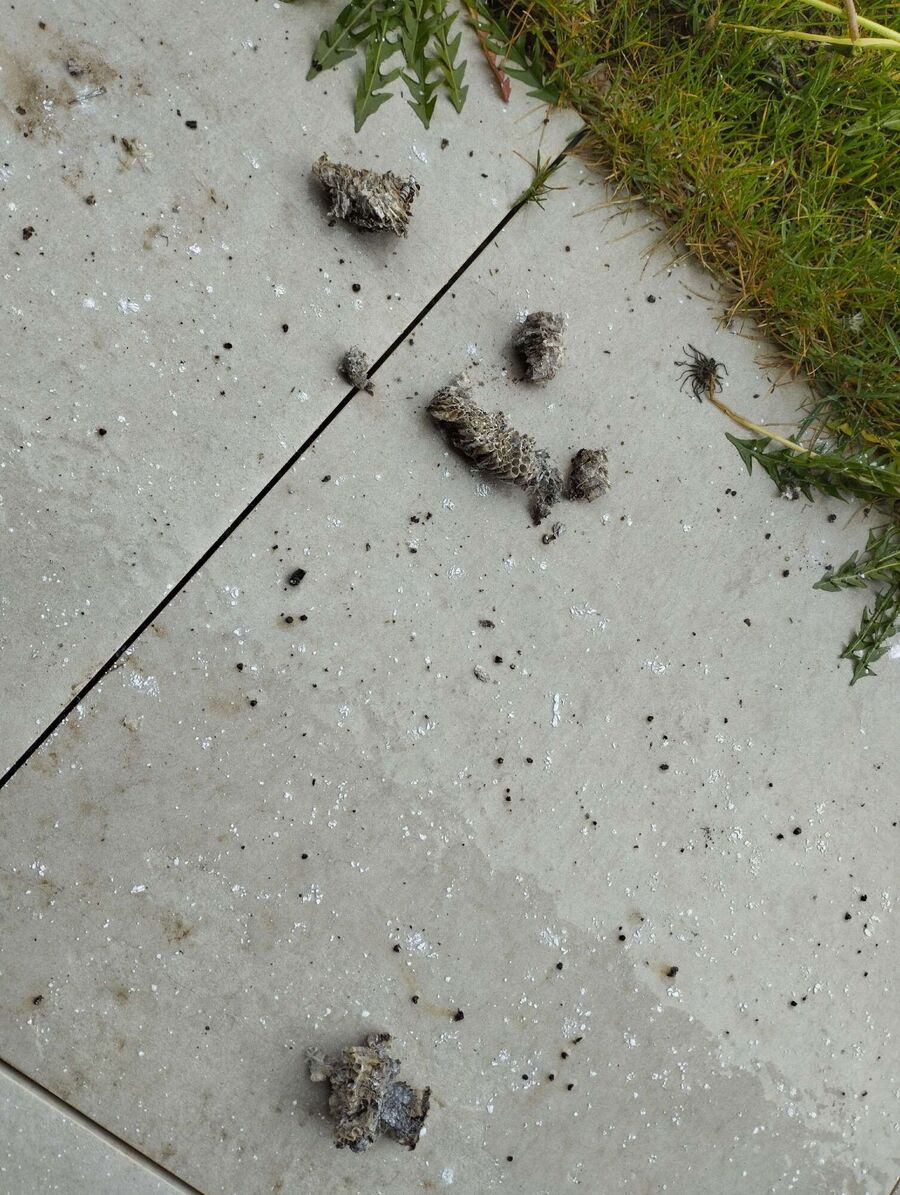 ruche abeille maison que faire