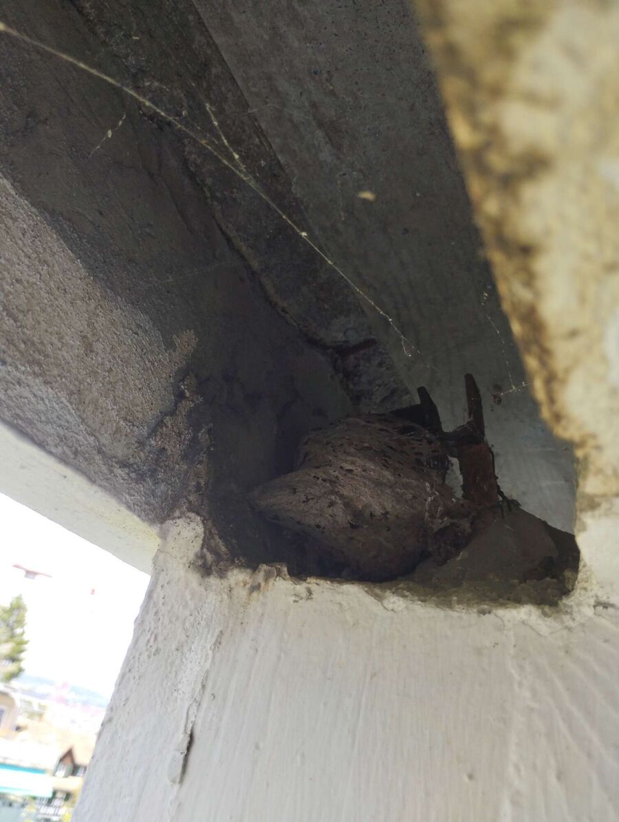 nid d abeille que faire